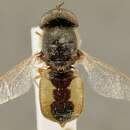 Image of Odontomyia plebeja Loew 1872