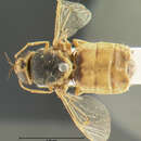 Image of Odontomyia microstoma Loew 1866