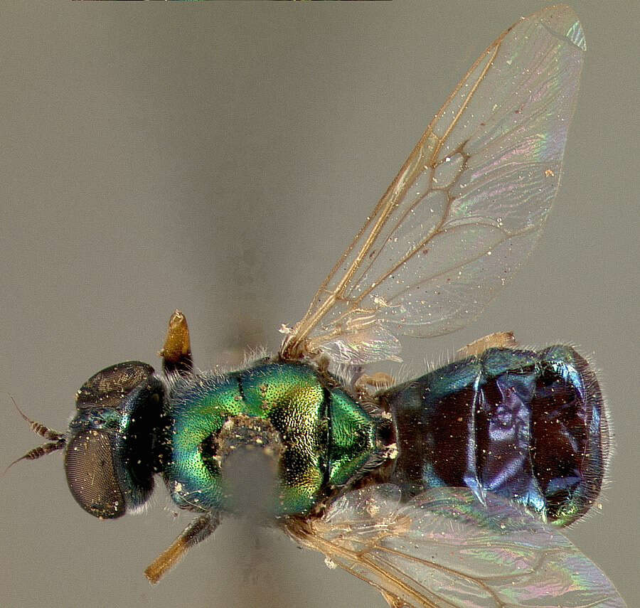 Image of Nothomyia calopus Loew 1869