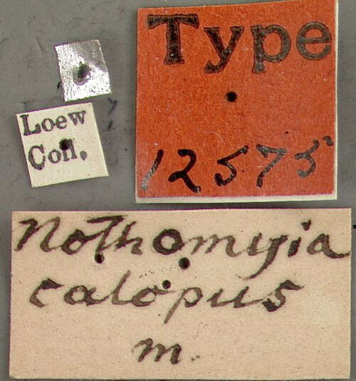 Image of Nothomyia calopus Loew 1869
