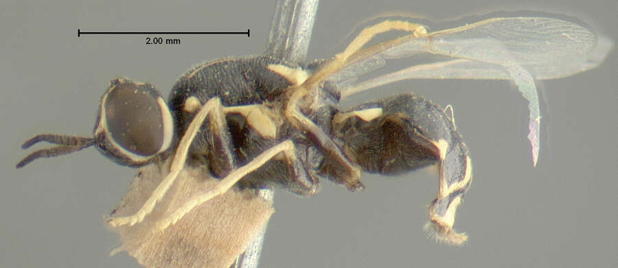 Image of Caloparyphus tetraspilus (Loew 1866)