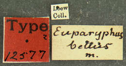 Image of Caloparyphus tetraspilus (Loew 1866)