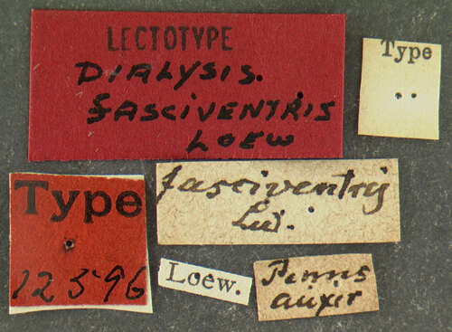 Image of Dialysis fasciventris (Loew 1874)