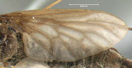 Image of Chrysopilus foedus Loew 1861