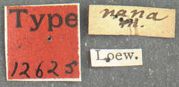 Image of Bolbomyia nana Loew 1862
