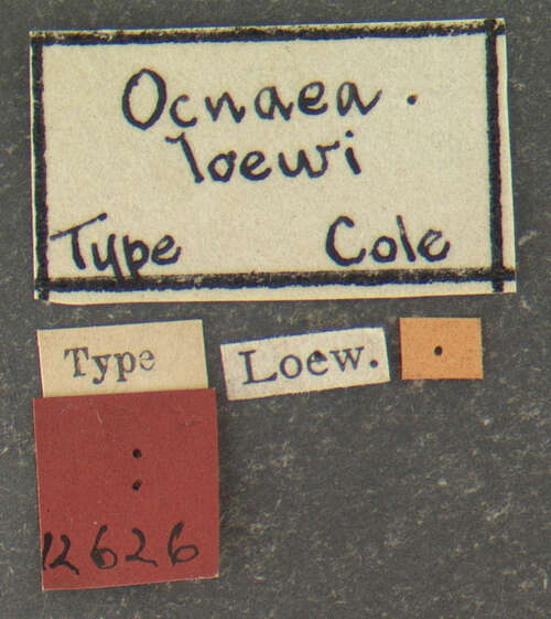 Ocnaea loewi Cole 1919的圖片