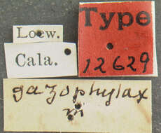 Слика од Ligyra gazophylax (Loew 1869)