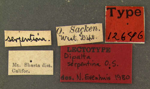 Dipalta serpentina Osten Sacken 1877的圖片