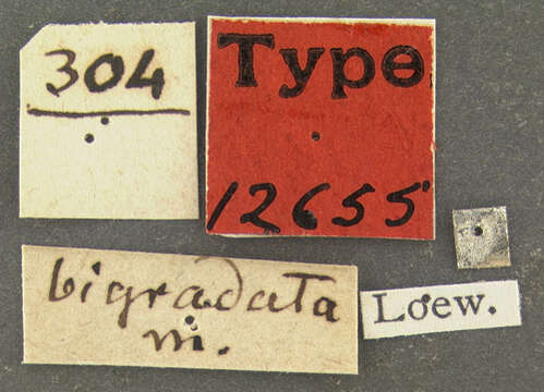 Image of Anthrax bigradata (Loew 1869)