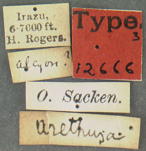 Image of Anthrax arethusa (Osten Sacken 1886)