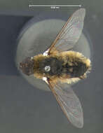 Image of bee flies