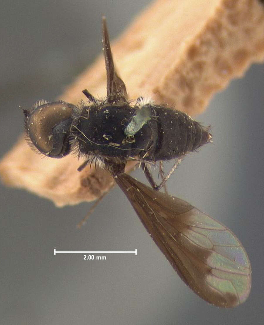 Image of Anthrax argyropygus Wiedemann 1828