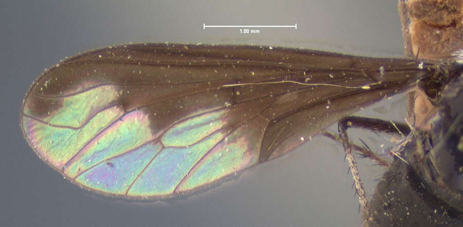 Image of Anthrax argyropygus Wiedemann 1828