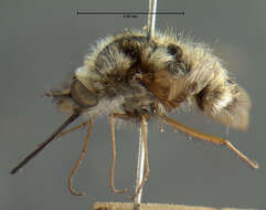 Image of Bombylius albicapillus Loew 1872