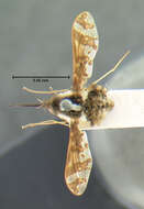 Image of Bombylius pulchellus Loew 1863