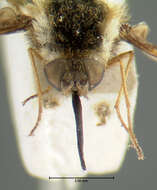 Image of Bombylius pulchellus Loew 1863