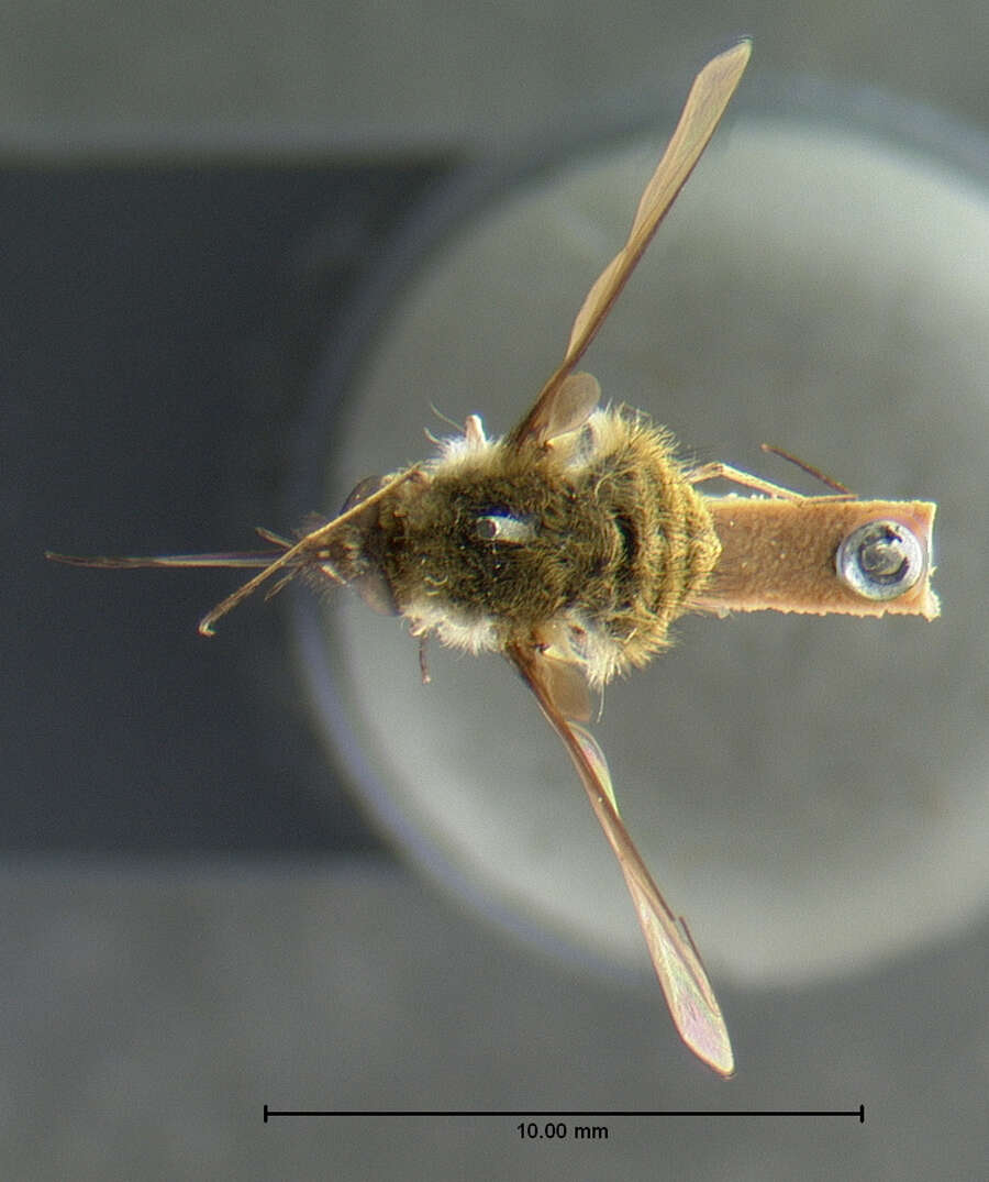 Image of Bombylius atriceps Loew 1863