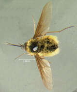 Image of Bombylius validus Loew 1863