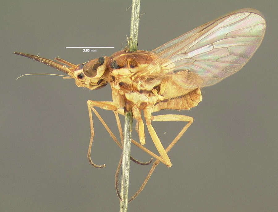 Image of Phthiria umbripennis Loew 1846