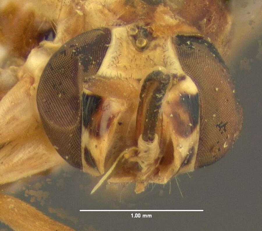 Image of Phthiria umbripennis Loew 1846