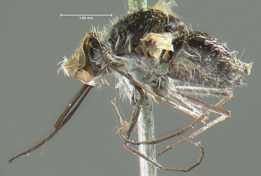 Image of Geron albidipennis Loew 1870