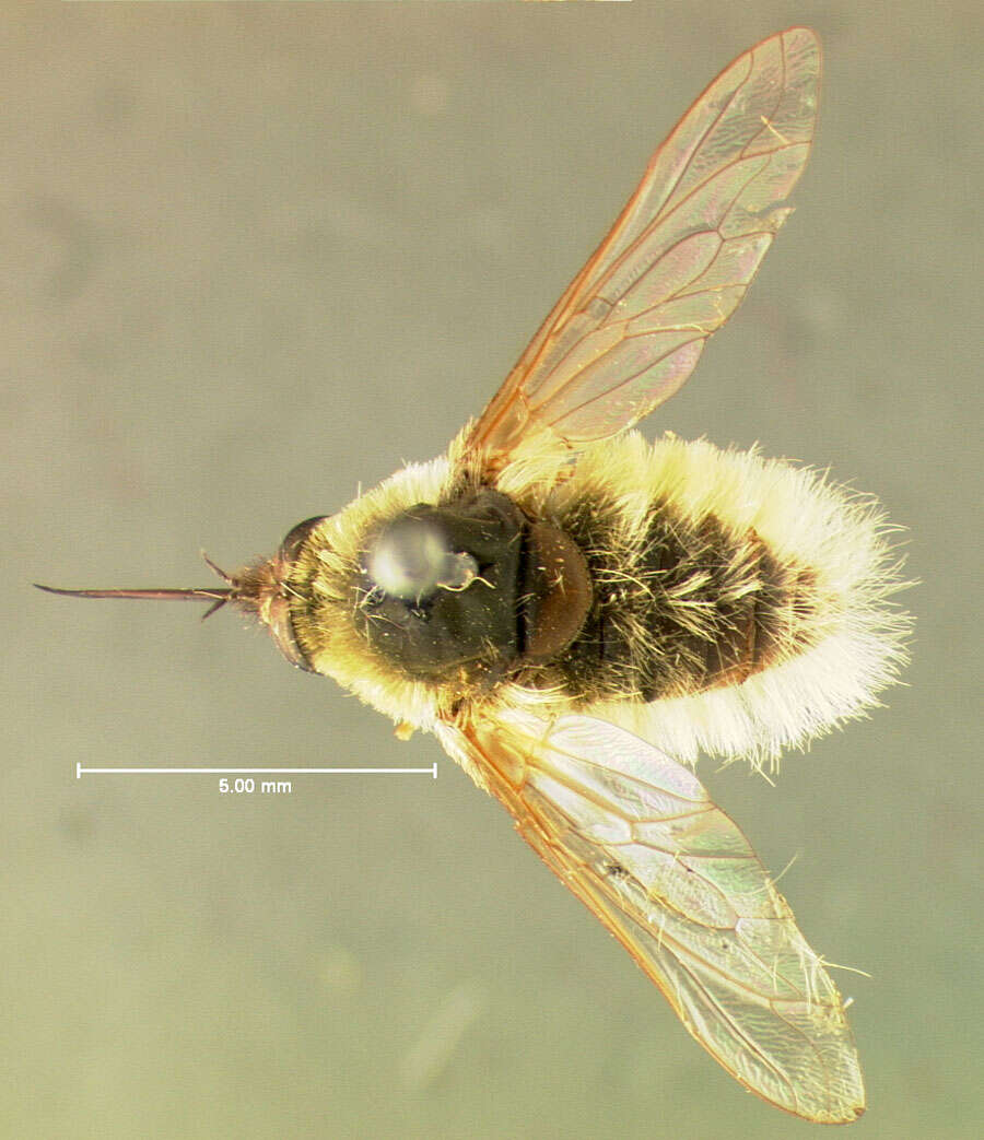 Image of grasshopper bee fly