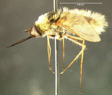 Image of grasshopper bee fly