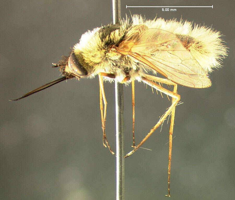 Image of grasshopper bee fly