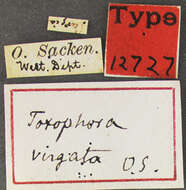 Image of Toxophora virgata Osten Sacken 1877