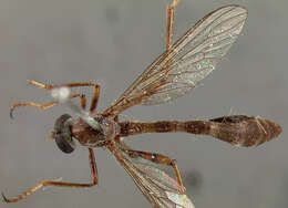 Image of Tipulogaster