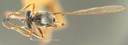 Image of <i>Leptogaster eudicranus</i>