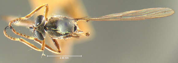 Image of <i>Leptogaster eudicranus</i>