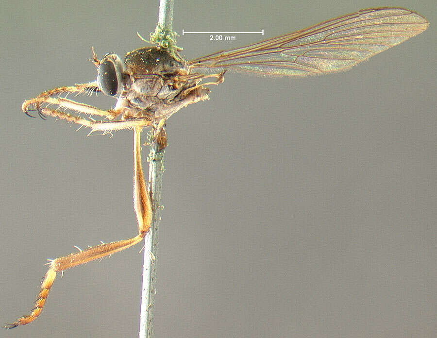 Sivun <i>Leptogaster eudicranus</i> kuva