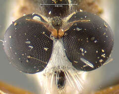 Image of <i>Leptogaster eudicranus</i>