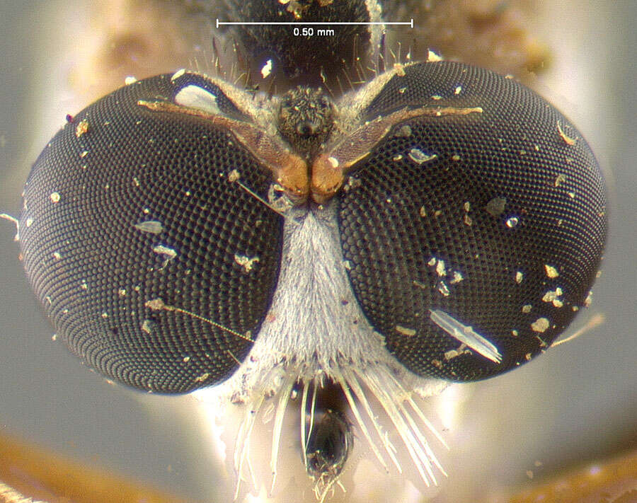 Sivun <i>Leptogaster eudicranus</i> kuva