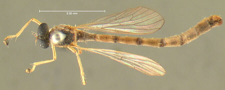 Image of Leptogaster incisuralis Loew 1862