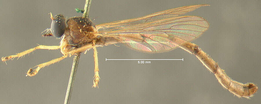 Image of Leptogaster incisuralis Loew 1862