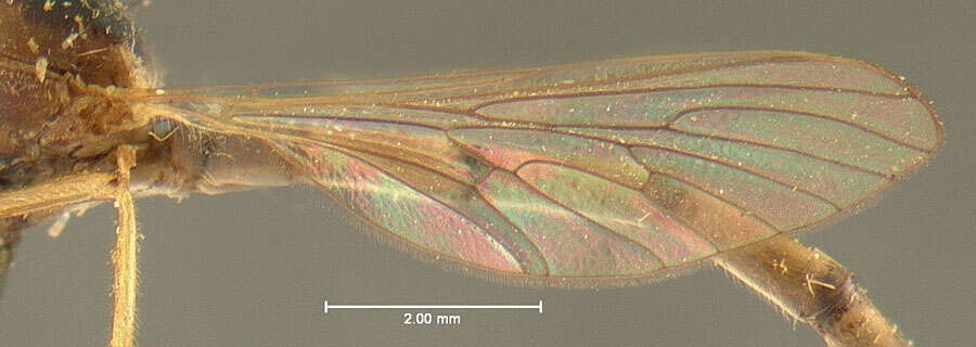 Image of Leptogaster incisuralis Loew 1862