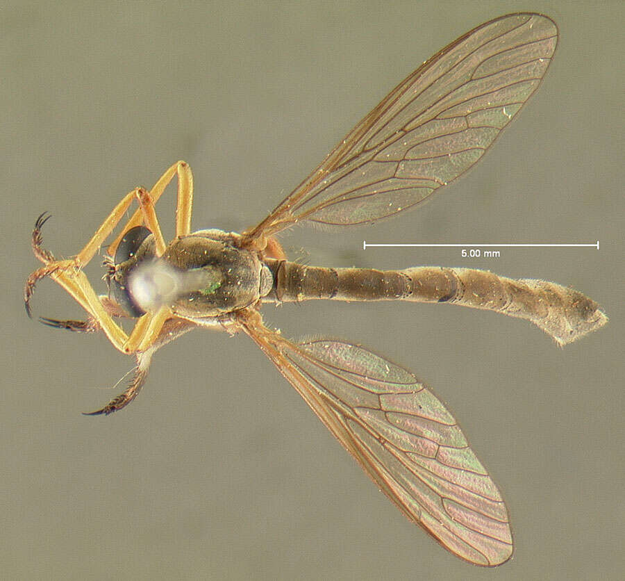 Image of <i>Leptogaster murinus</i>