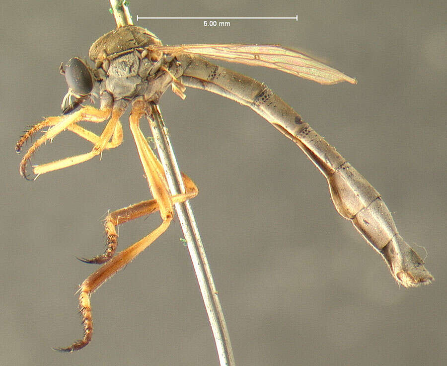 Image of <i>Leptogaster murinus</i>