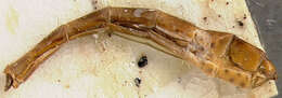 Image of Tipulogaster