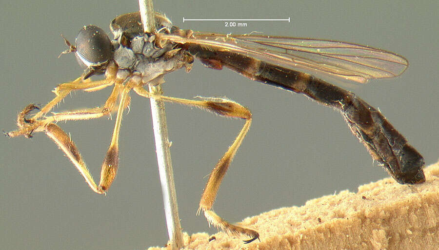 Image of Leptogaster varipes Wulp 1880