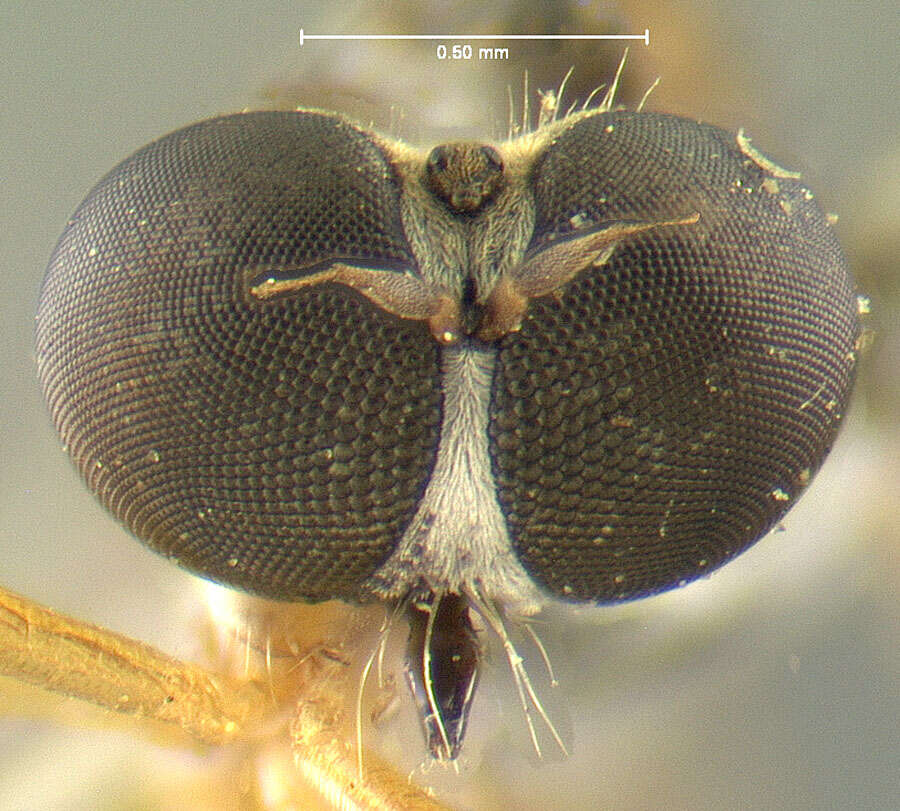 Image of Leptogaster varipes Wulp 1880