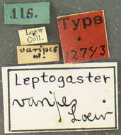 Image of Leptogaster varipes Wulp 1880