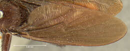 Image of Stenopogon rhadamanthus Loew 1866