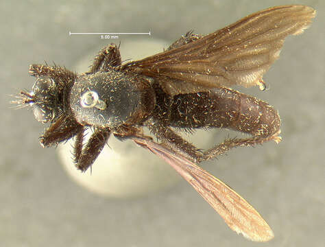 Image of <i>Ospriocerus minos</i>