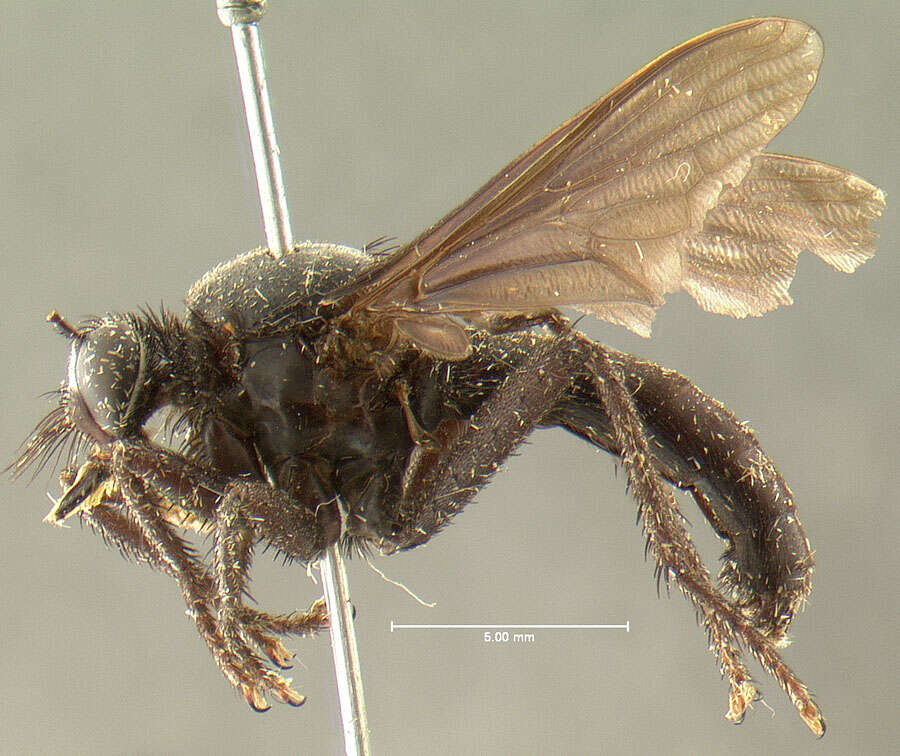 Sivun <i>Ospriocerus minos</i> kuva