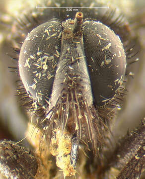 Image of <i>Ospriocerus minos</i>