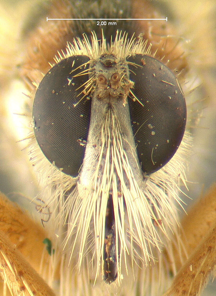 Image de Stenopogon latipennis Loew 1866
