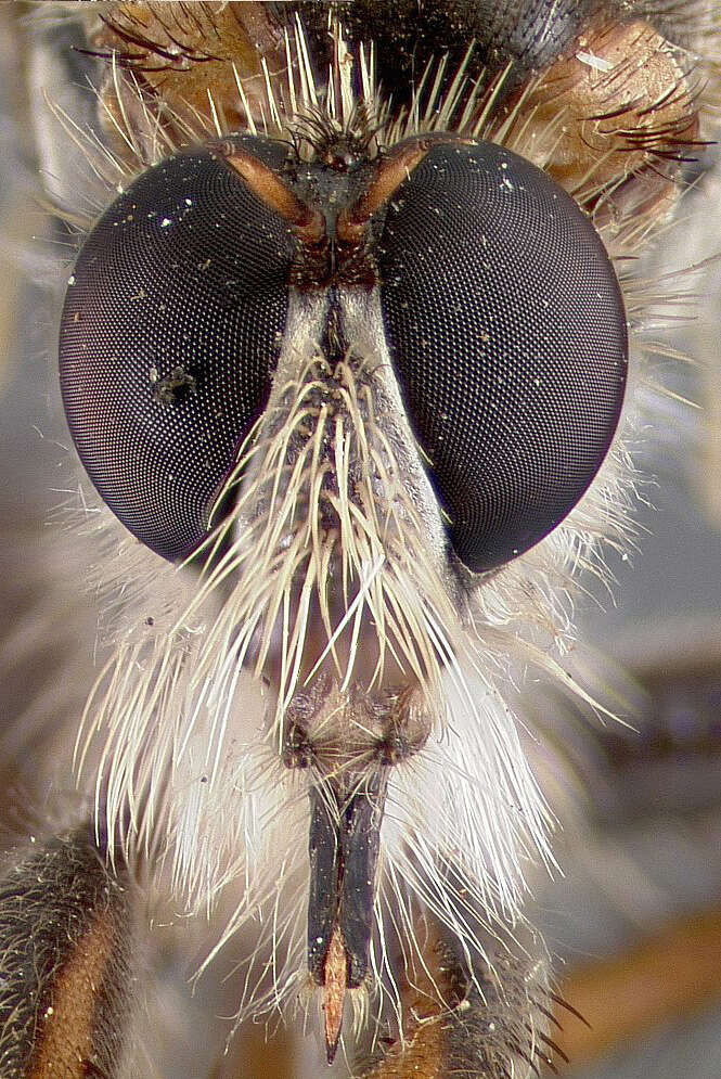 Image of Stenopogon inquinatus Loew 1866